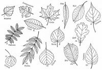 Раскраски осень, листья разных пород деревьев 