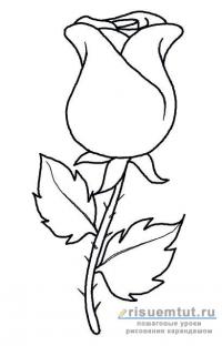 Как легко нарисовать розу поэтапно карандашом, для начинающих ... 
