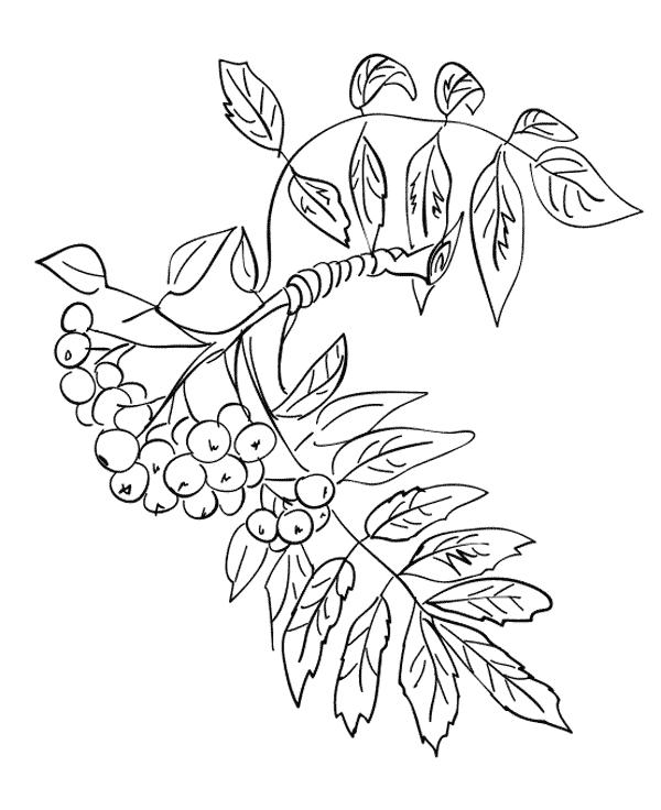 Раскраска листьев деревьев. ветка рябины с ягодами 