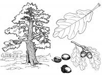 Раскраски деревья дерево, дуб, желуди, лист 