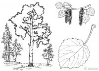 Раскраски деревья березовая роща, береза, лист 