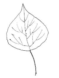 Тополь. листья деревьев / раскраски 