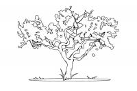 Раскраска карликовое дерево 
