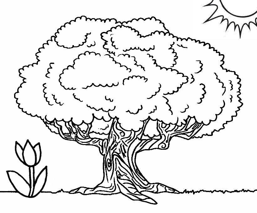 Самое большое дерево баобаб 