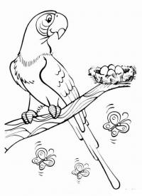 Яйца в гнезде попугая 