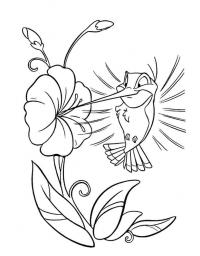 Скачать или распечатать раскраску, колибри на цветке 