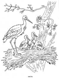 Раскраска аисты. раскраска аист с аистятами, аист в гнезде, гнездо аиста, раскраска птиц 