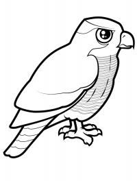 Ястреб-тетеревятник раскраски раскраски птицы 