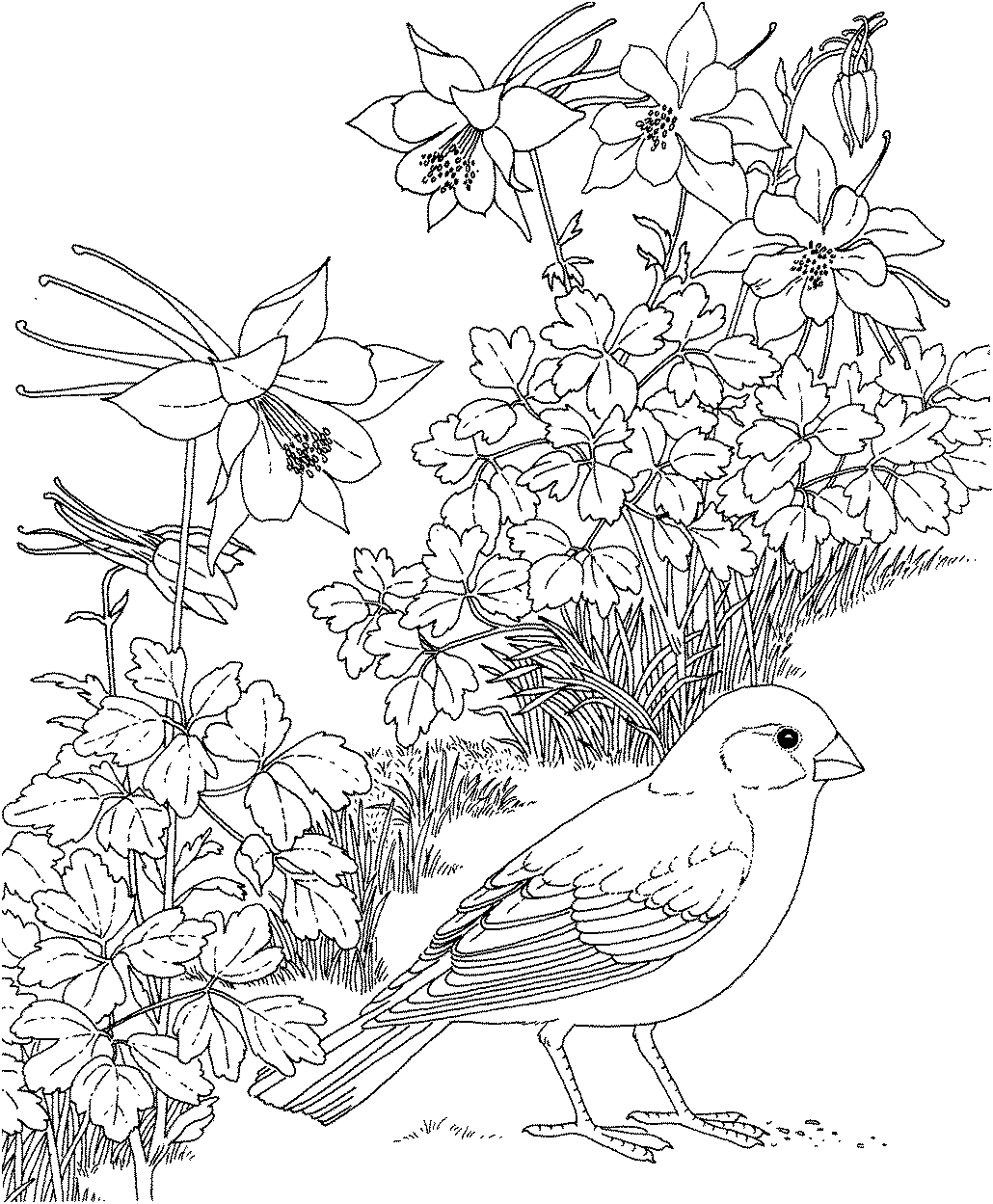 Раскраска овсянка. раскраска птица овсянка, цветы, цветущие растения. картинки для разукрашивания, раскраски для детей с птицами 
