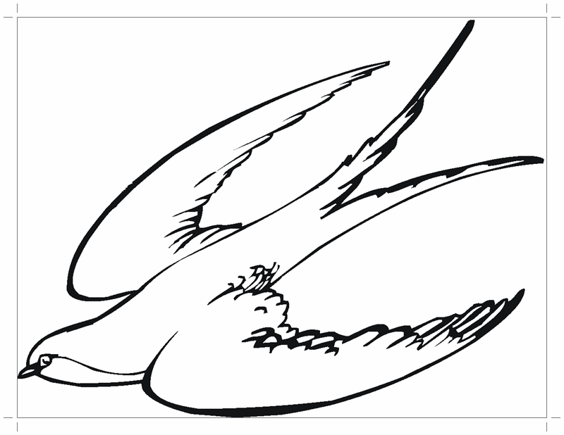 Раскраска птицы ласточка 