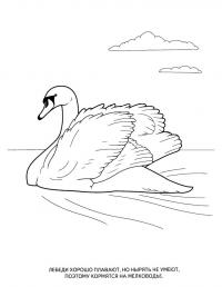 Раскраска лебедь. раскраска раскраска лебедь для ребенка, рисунок лебедя для раскрашивания, картинки птиц и животных для детей, детский сайт с раскрасками птиц 