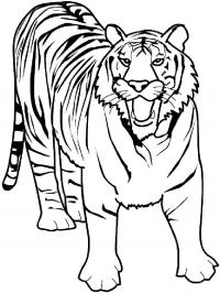Скачать или распечатать раскраску, рычащий тигр 