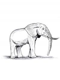 Раскраски лесные животные слоник 