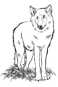 Раскраски лесные животные детская раскраска лесные животные, волк 