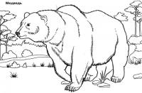 Раскраски лесные животные раскраска животные, природа, лесные животные, дикие животные, раскраска медведь, гризли, большой медведь 
