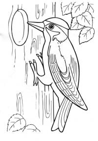 Раскраски лесные животные природа лесные животные дятел птица дерево 