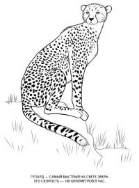 Картинки раскраски животные, гепард 