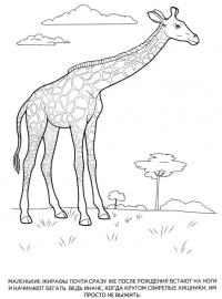 Картинки раскраски животные, жираф 