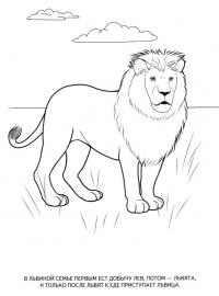 Картинки раскраски животные, лев 