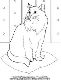 Картинки раскраски животные, сибирская кошка 