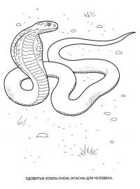 Раскраски животные, распечатать бесплатно, ядовитая кобра 