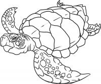 Скачать или распечатать раскраску, черепаха морская 