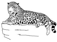Скачать или распечатать раскраску, леопард на камне 
