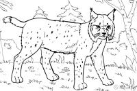 Раскраски лесные животные раскраски для детей, животные, хищники, рысь, дикая кошка 