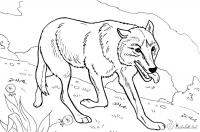 Раскраски лесные животные раскраска для детей, волки, хищники, дикие 