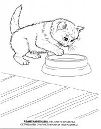 Раскраска яванская кошка 
