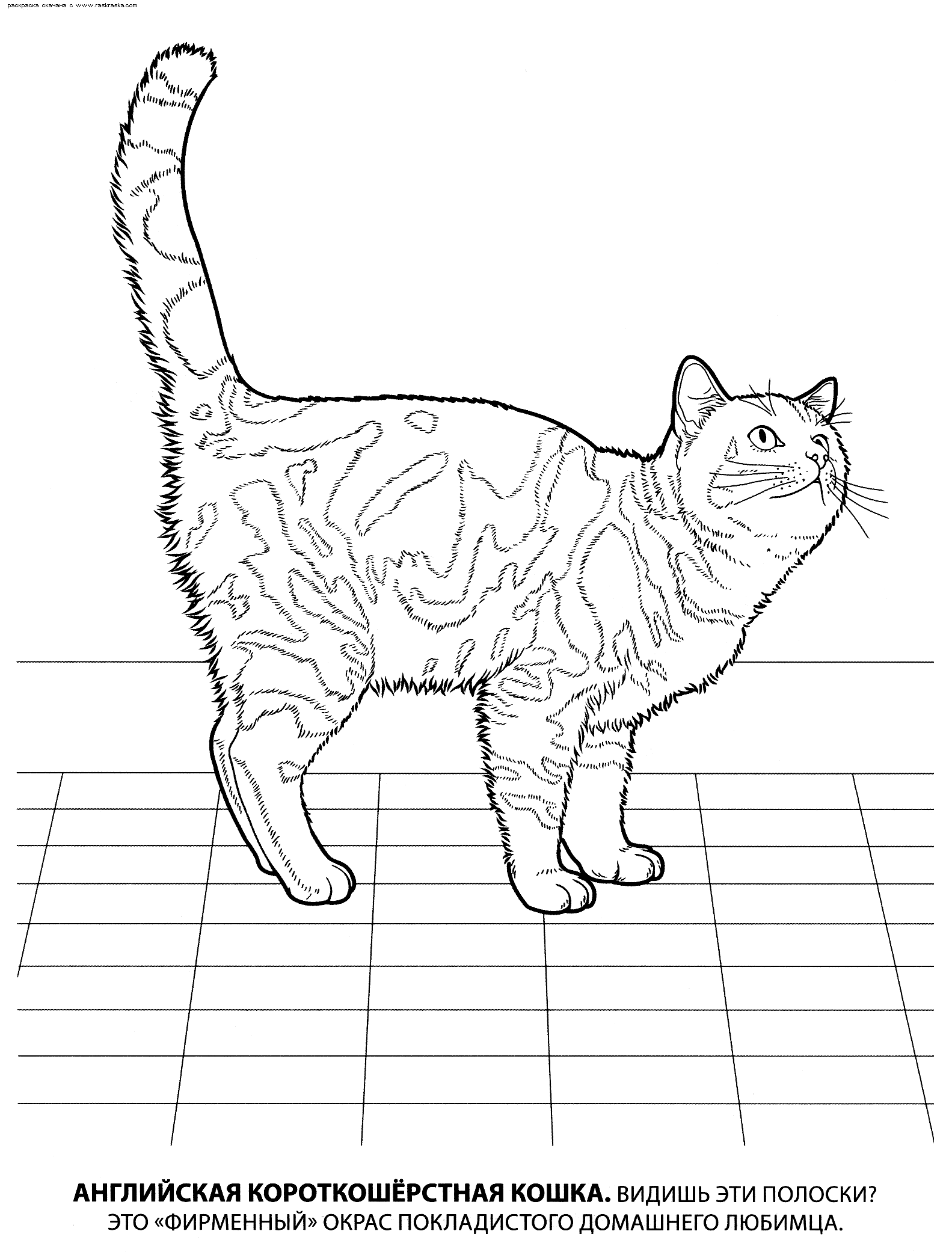 Раскраска английская короткошерстная. раскраска кошка в полоску, домашняя кошка картинка для раскрашивания, детский сай, скачать разукраску 