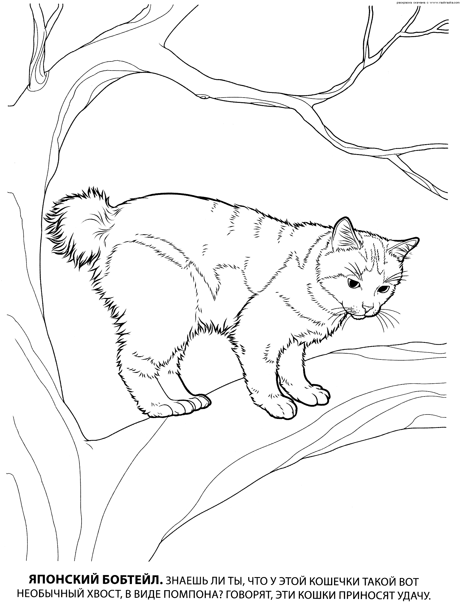 Раскраска японский бобтейл. раскраска кошка бобтейл, бобтейлы, раскраска кошки, детские картинки для раскрашивания, кошка на дереве 