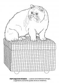 Раскраска персидская кошка 