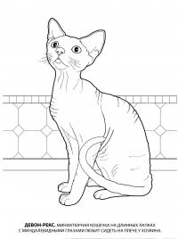 Раскраска девон рекс. раскраска породы кошек, картинки с кошками, изображения кошек, скачать разукраску, бесплатно, детский сайт 