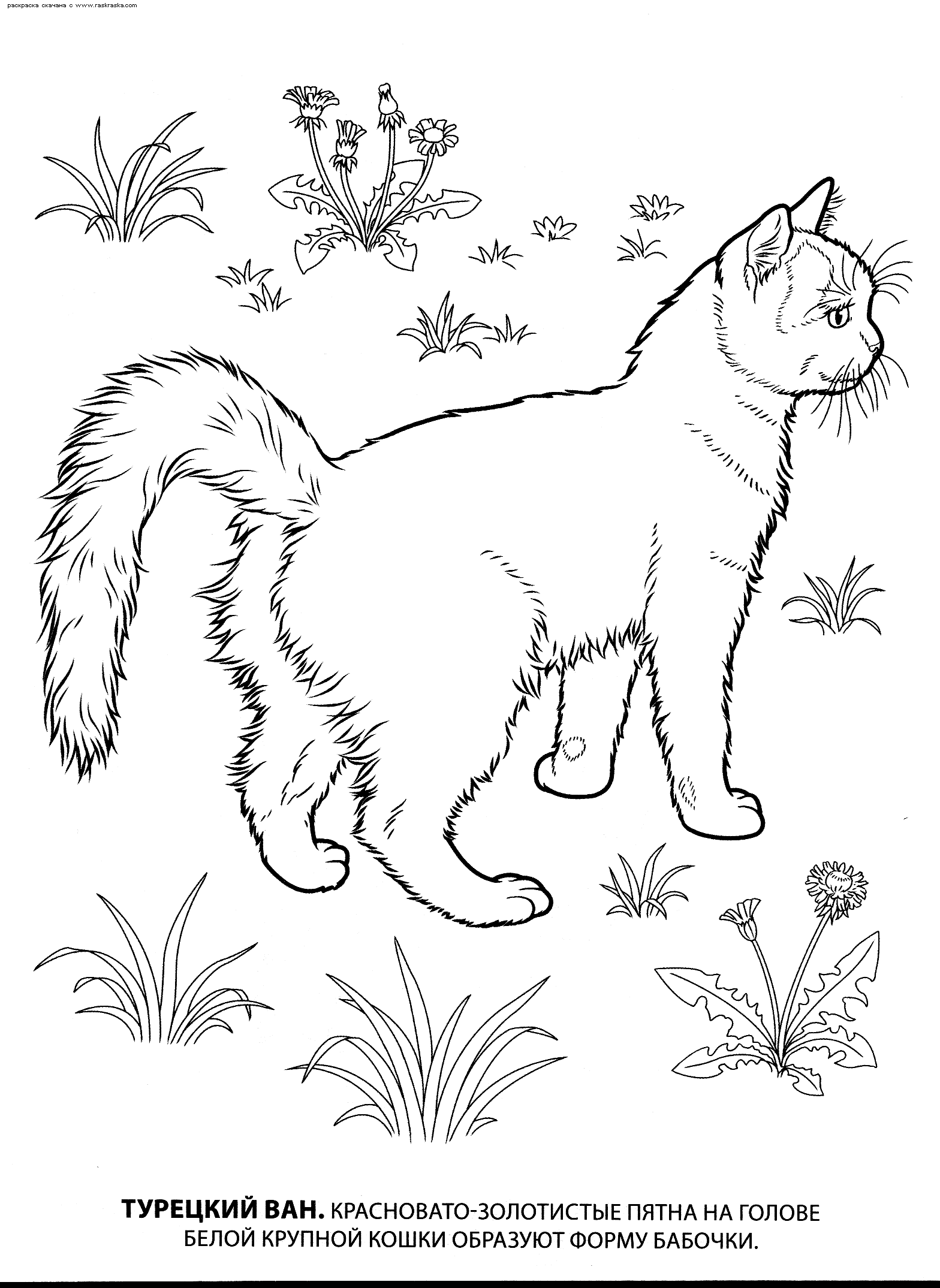 Раскраска турецкий ван. раскраска кошки турецкий ван, картинка для детей, детская раскрашка, рисунок кошки 