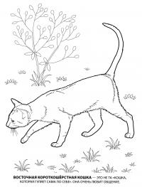 Раскраска восточная короткошерстная. раскраска короткошерстная кошка, домашняя кошка, рисунки кошек, раскраски для детей 