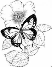 Рисунки для витражных красок, бабочка на цветке 