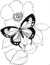 Картинки для витражных красок цветы, бабочка на цветке шиповника 