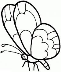 Бабочка - детская раскраска, бабочка сидит со сложенными крыльями 