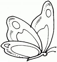 Раскраска для маленьких - бабочка сидит со сложенными крыльями 