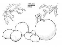 Раскраски растения детская раскраска растения , фрукты, апельсин, мандарин, лимон 