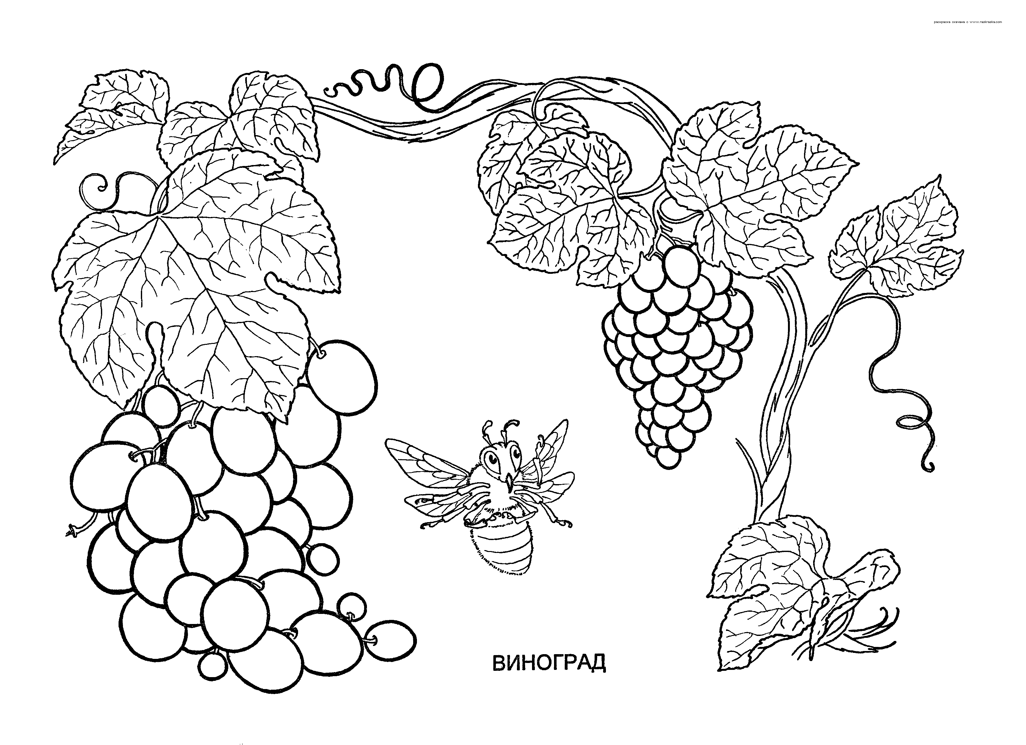 Раскраски растения детская раскраска растения, цветы, виноград 