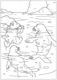 Раскраска ларс и тюлени. раскраска раскраска море, разукрашка для детей бесплатно 