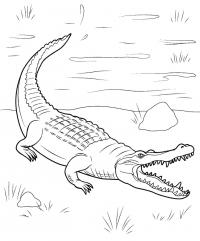 Раскраски берегу рептилии, крокодил, вода 