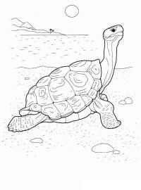 Черепаха у берега моря 