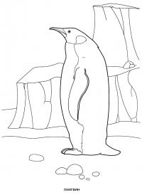 Раскраска пингвин. раскраска раскраска пингвина, королевский пингвин, разукраска детская, лед, арктика 