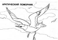 Иллюстрация 5 из 5 для мир животных: арктика (раскраска) | лабиринт - книги. источник: рива 