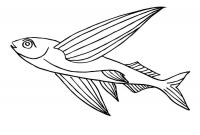 Лктающая рыбка, скачать или распечатать раскраску распечатать скачать 