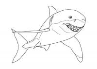 Хищная акула, скачать или распечатать раскраску распечатать скачать 