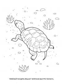 Раскраски детская детская раскраска рептилии, черепаха 